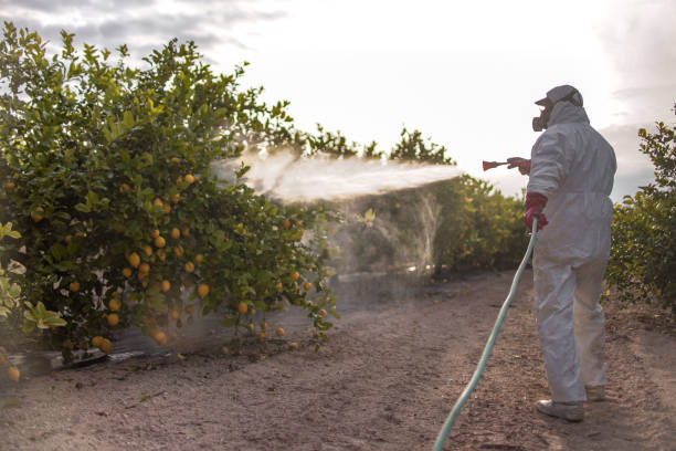 Best Pest Control Near Me in Cross Roads, TX